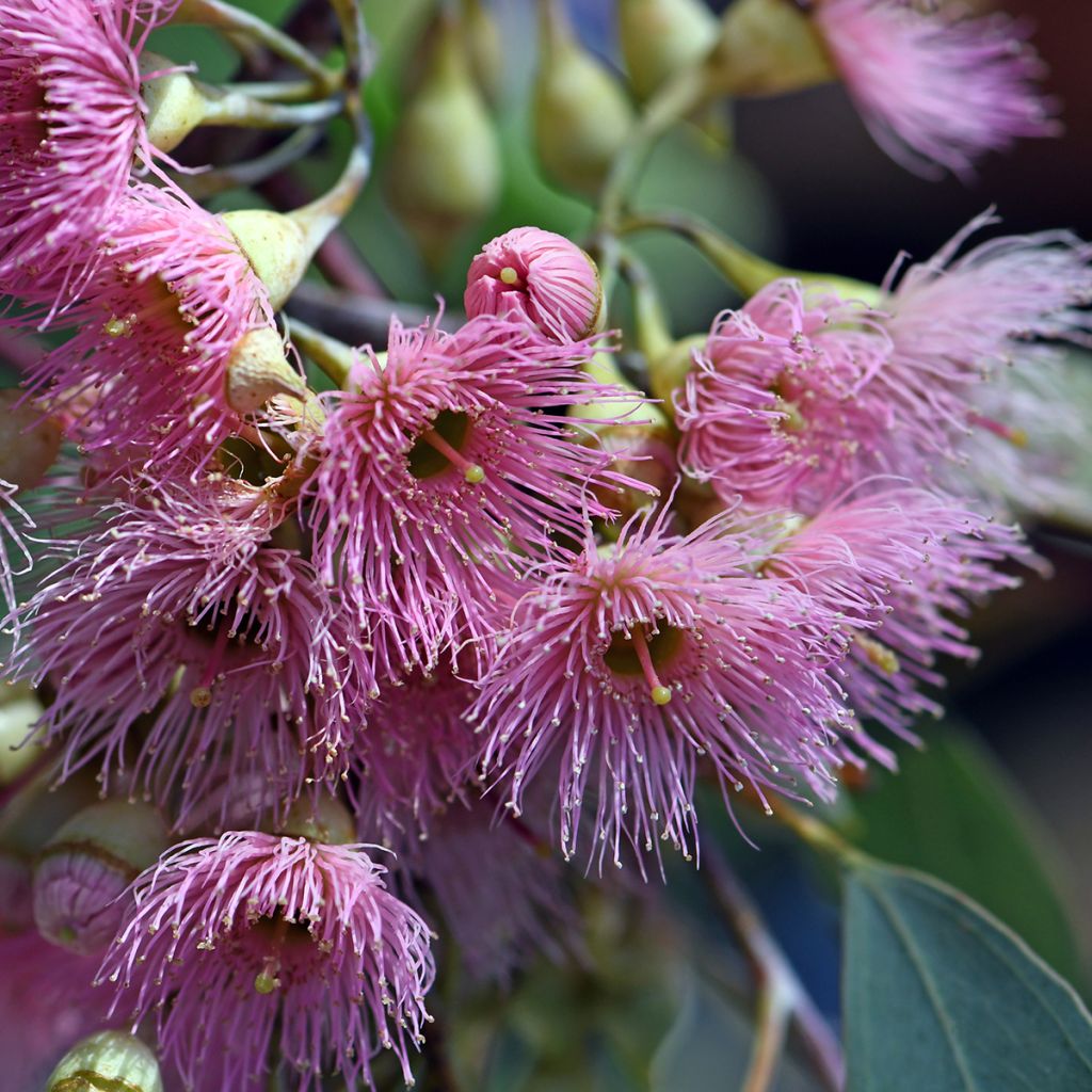 Eucalyptus sideroxylon - Rode ijzerschors