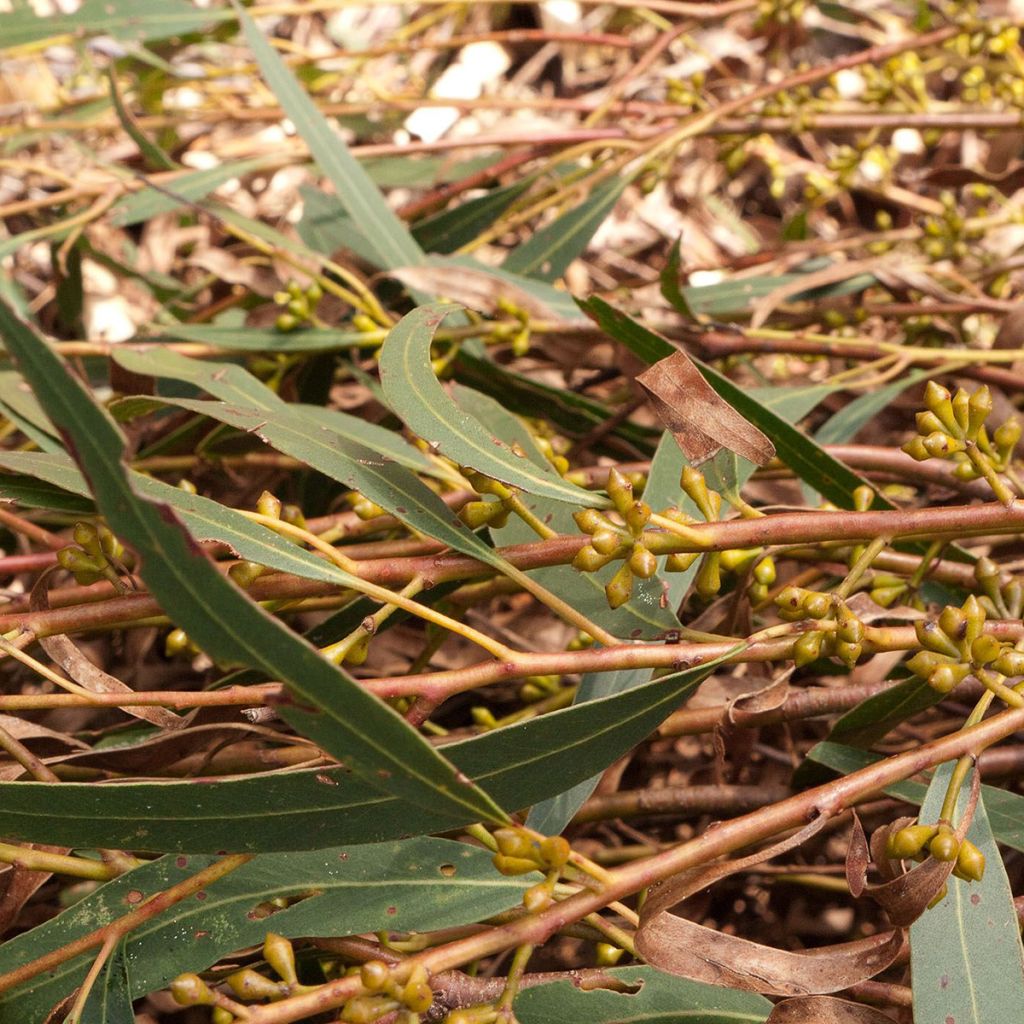 Eucalyptus smithii - Pepermuntgomboom