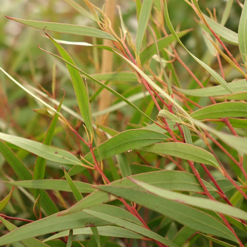 Eucalyptus stricta - Gomboom