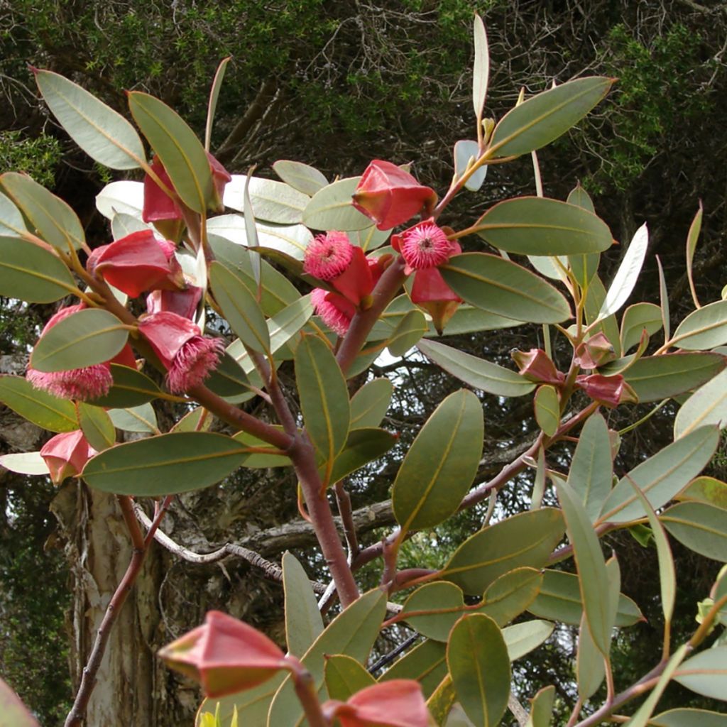 Eucalyptus tetraptera - Gomboom