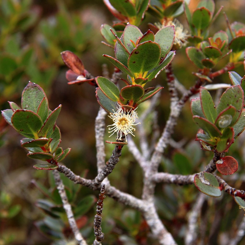 Eucalyptus vernicosa Mt Hartz - Gomboom