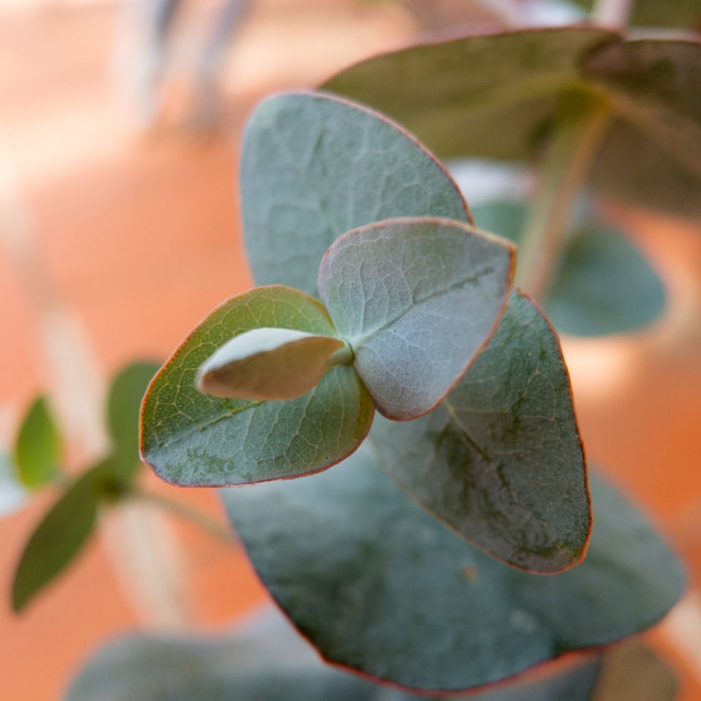 Eucalyptus pulverulenta Baby Blue Spiral (zaad) - Gomboom