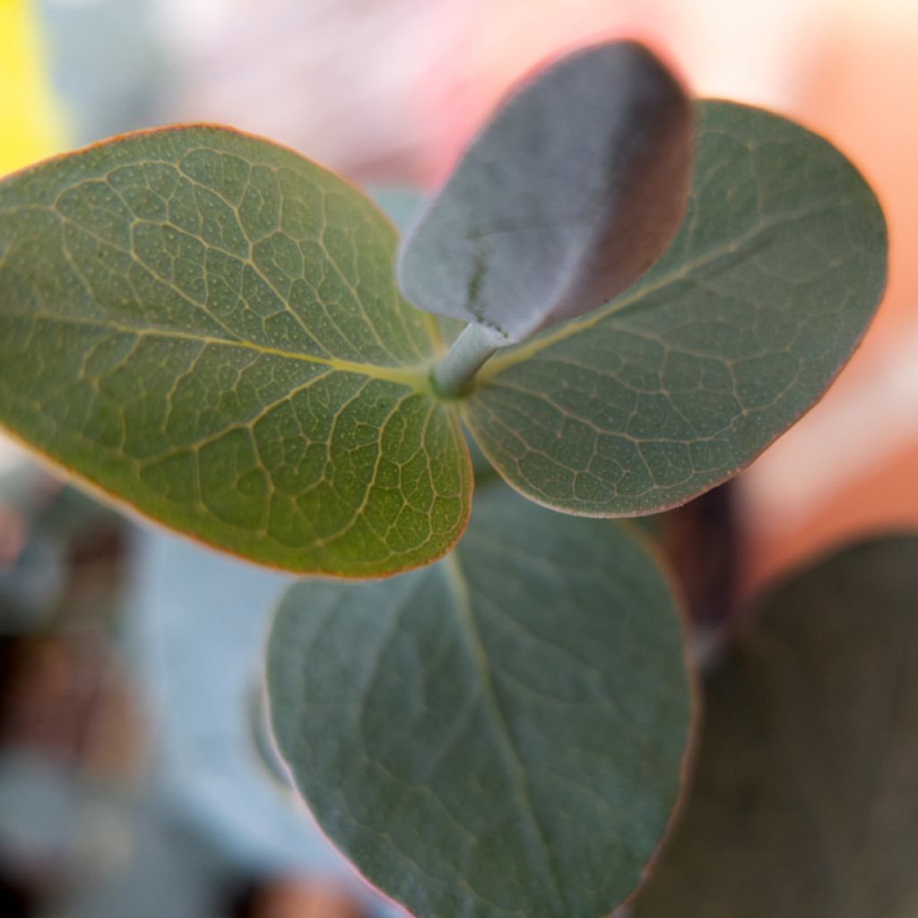Eucalyptus pulverulenta Baby Blue Spiral (zaad) - Gomboom