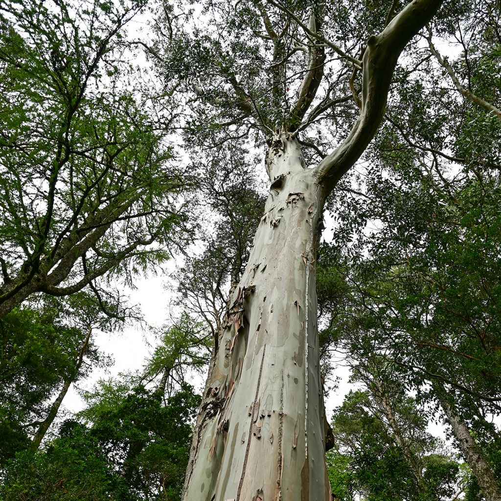 Eucalyptus regnans (zaad) - Reuzeneucalyptus