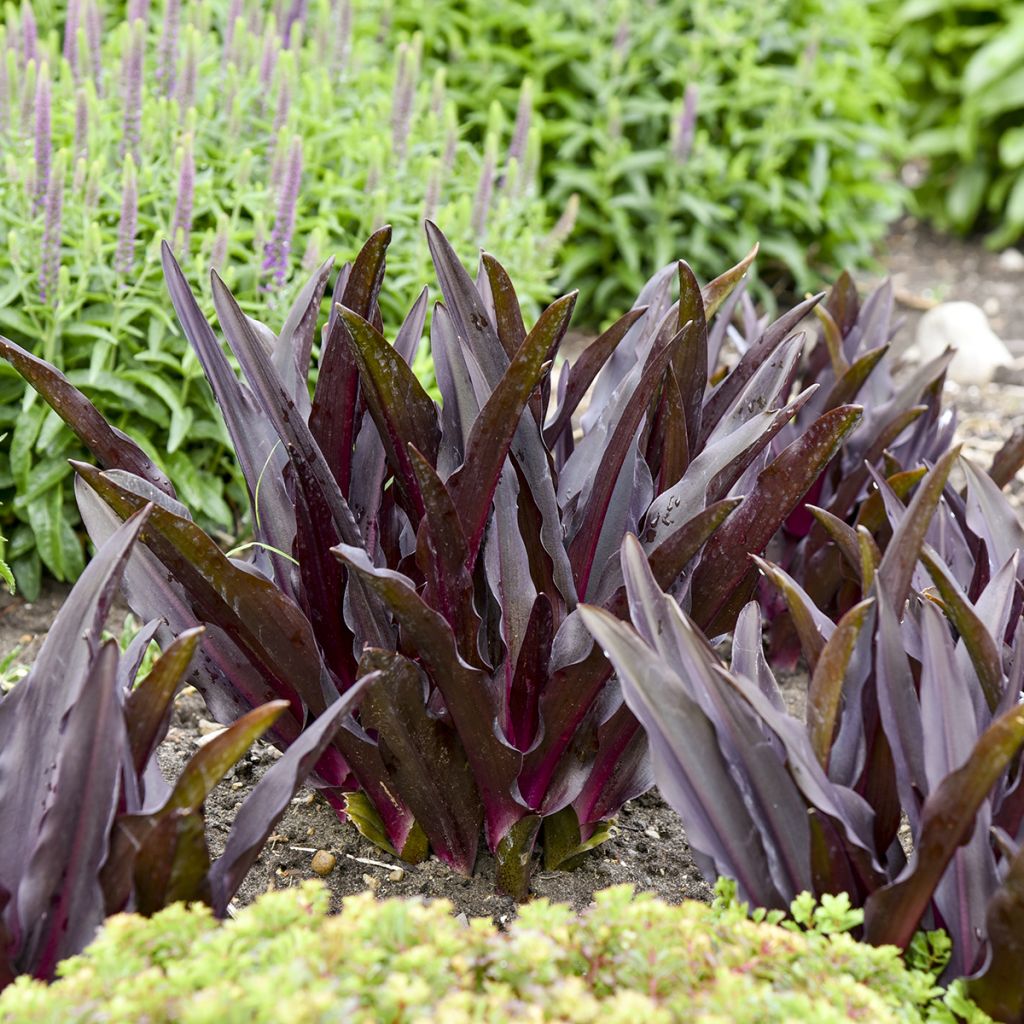 Eucomis Purple Reign - Kuiflelie