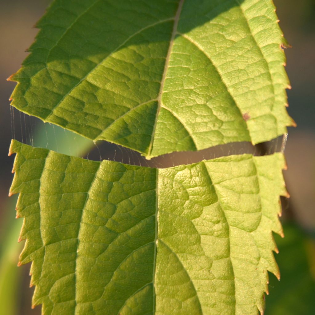 Eucommia ulmoides - Winterharde rubberboom