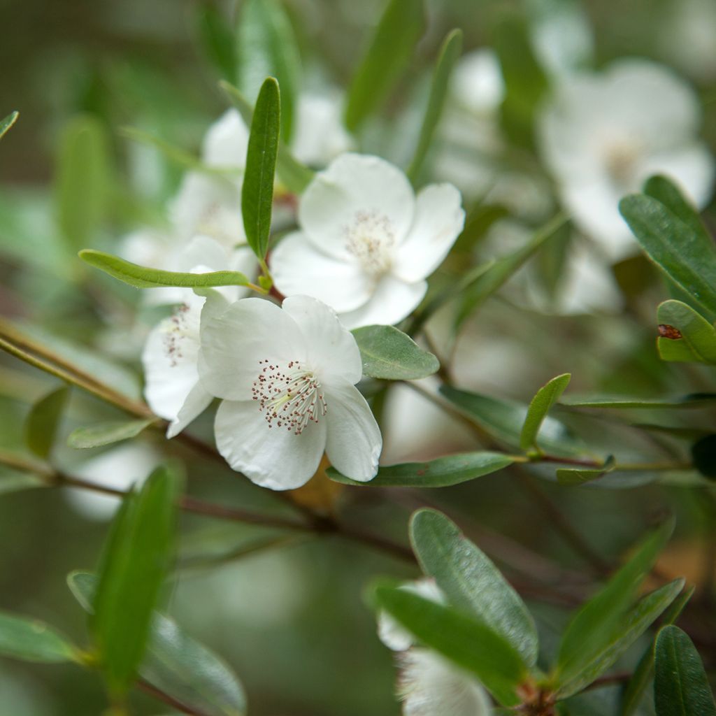 Eucryphia moorei - Leatherwood