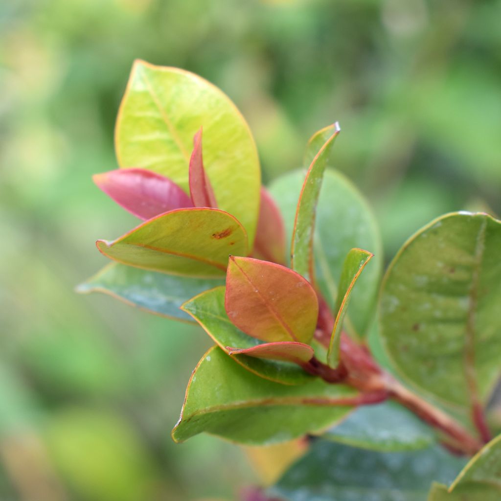 Eugenia myrtifolia New Port - Kersstruik
