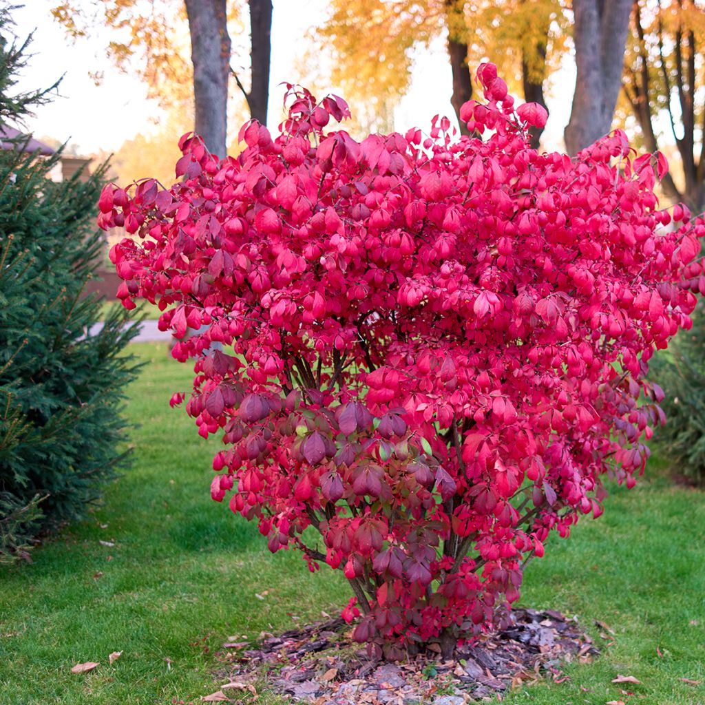 Euonymus alatus - Gevleugelde kardinaalsmuts