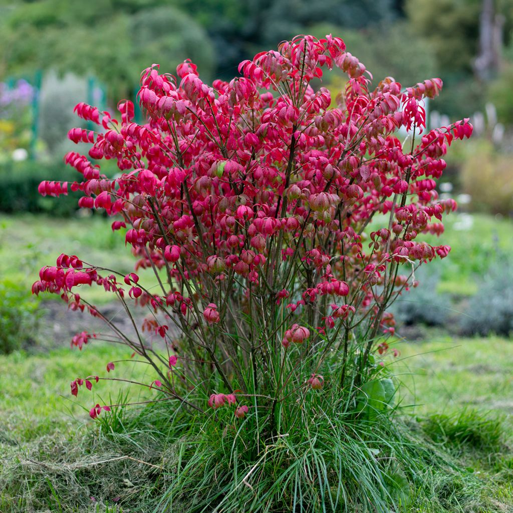 Euonymus alatus - Gevleugelde kardinaalsmuts