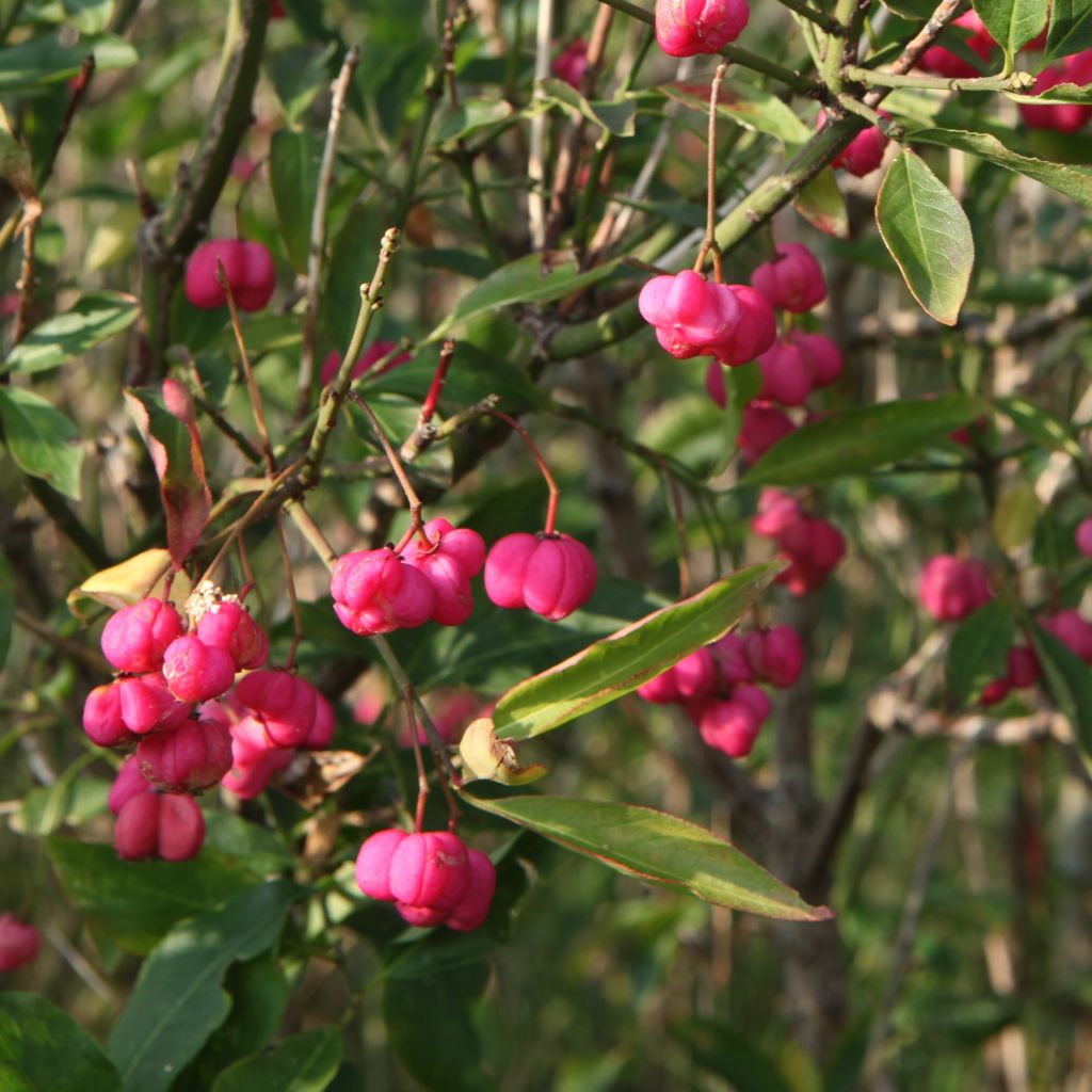 Euonymus europaeus - Wilde kardinaalsmuts