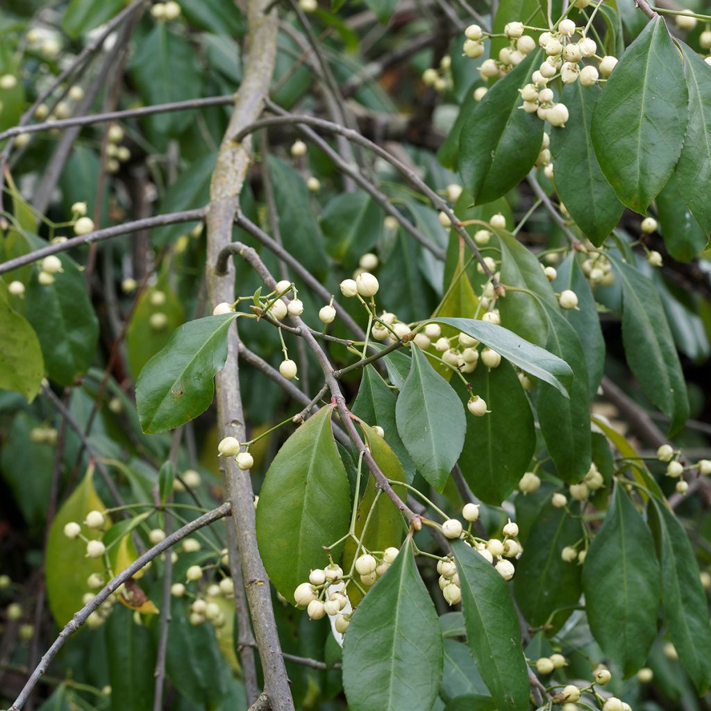 Euonymus europaeus Albus - Wilde kardinaalsmuts