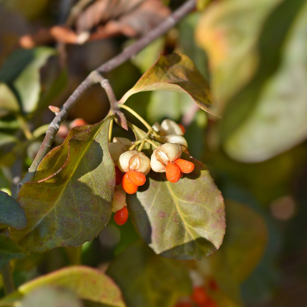 Euonymus europaeus Albus - Wilde kardinaalsmuts