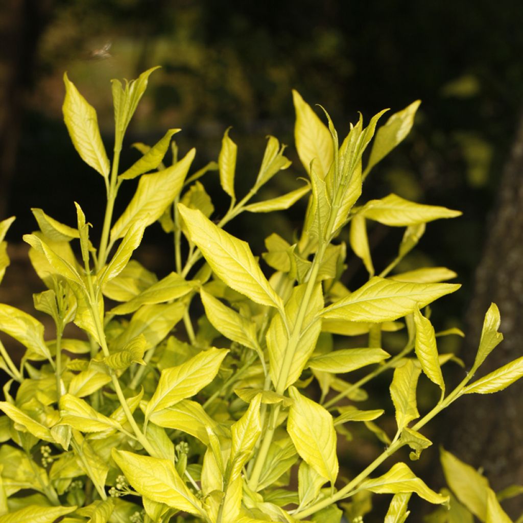 Euonymus europaeus Chrysophyllus - Wilde kardinaalsmuts