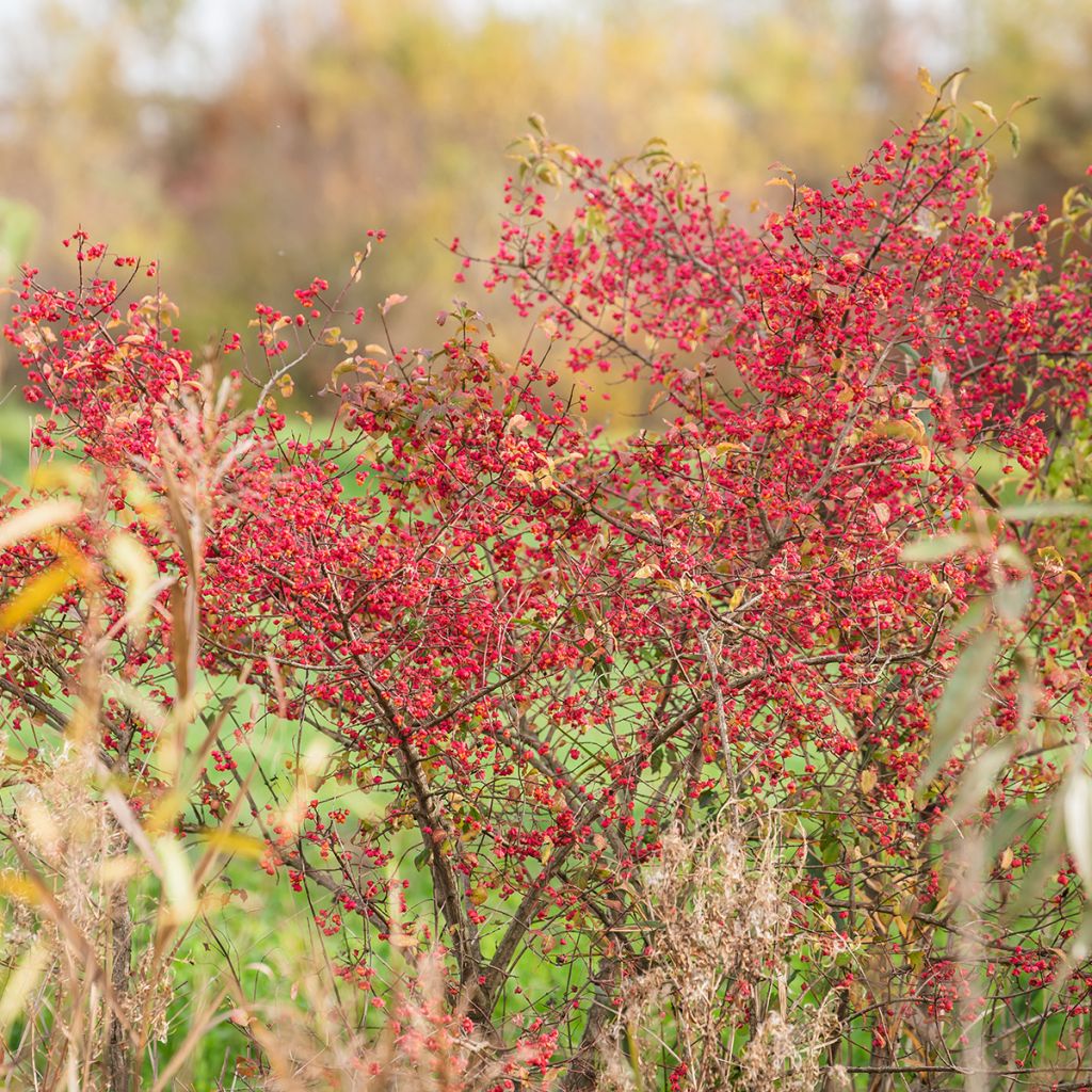 Euonymus europaeus - Wilde kardinaalsmuts