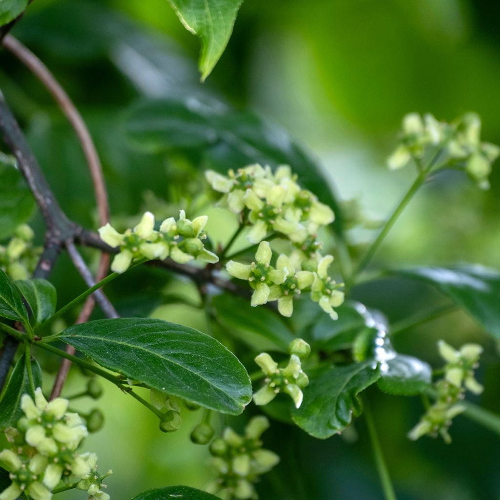 Euonymus europaeus - Wilde kardinaalsmuts