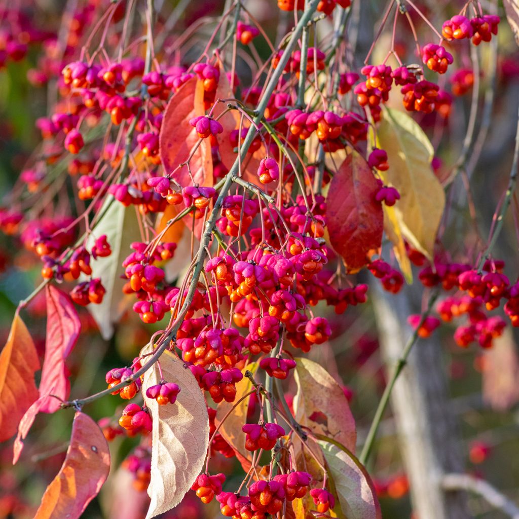 Euonymus europaeus - Wilde kardinaalsmuts