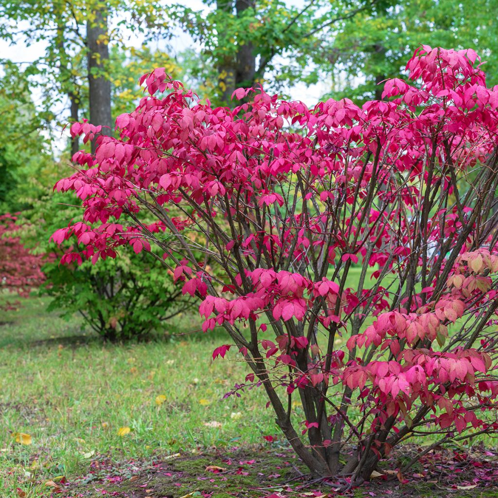 Euonymus europaeus - Wilde kardinaalsmuts