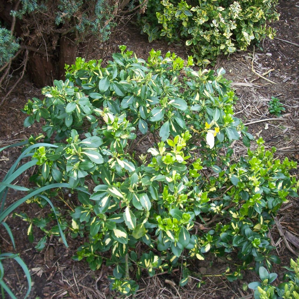 Euonymus fortunei Blondy - Kardinaalsmuts