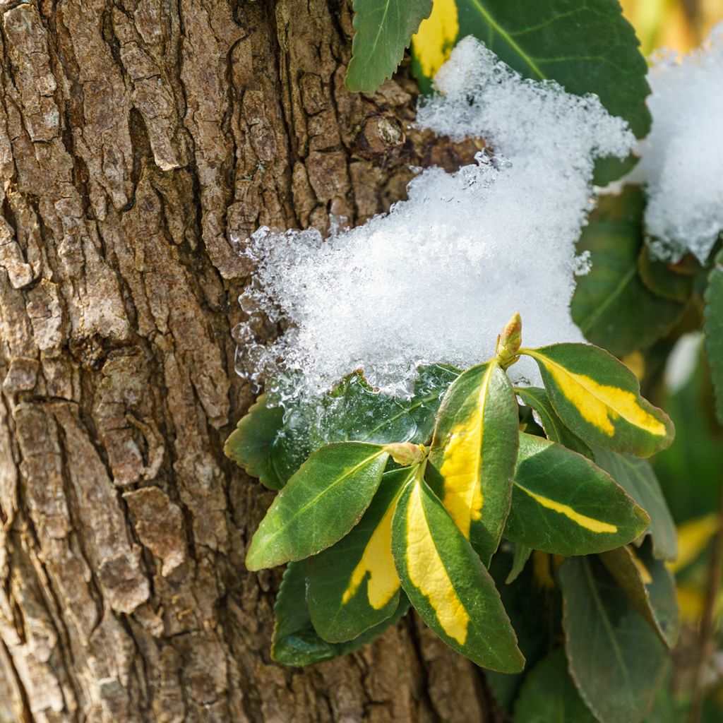 Euonymus fortunei Blondy - Kardinaalsmuts