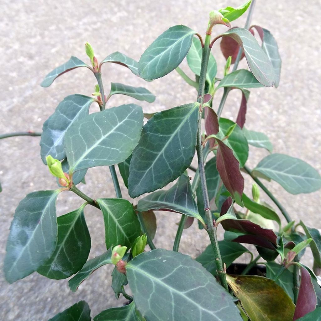 Euonymus fortunei Coloratus - Kardinaalsmuts