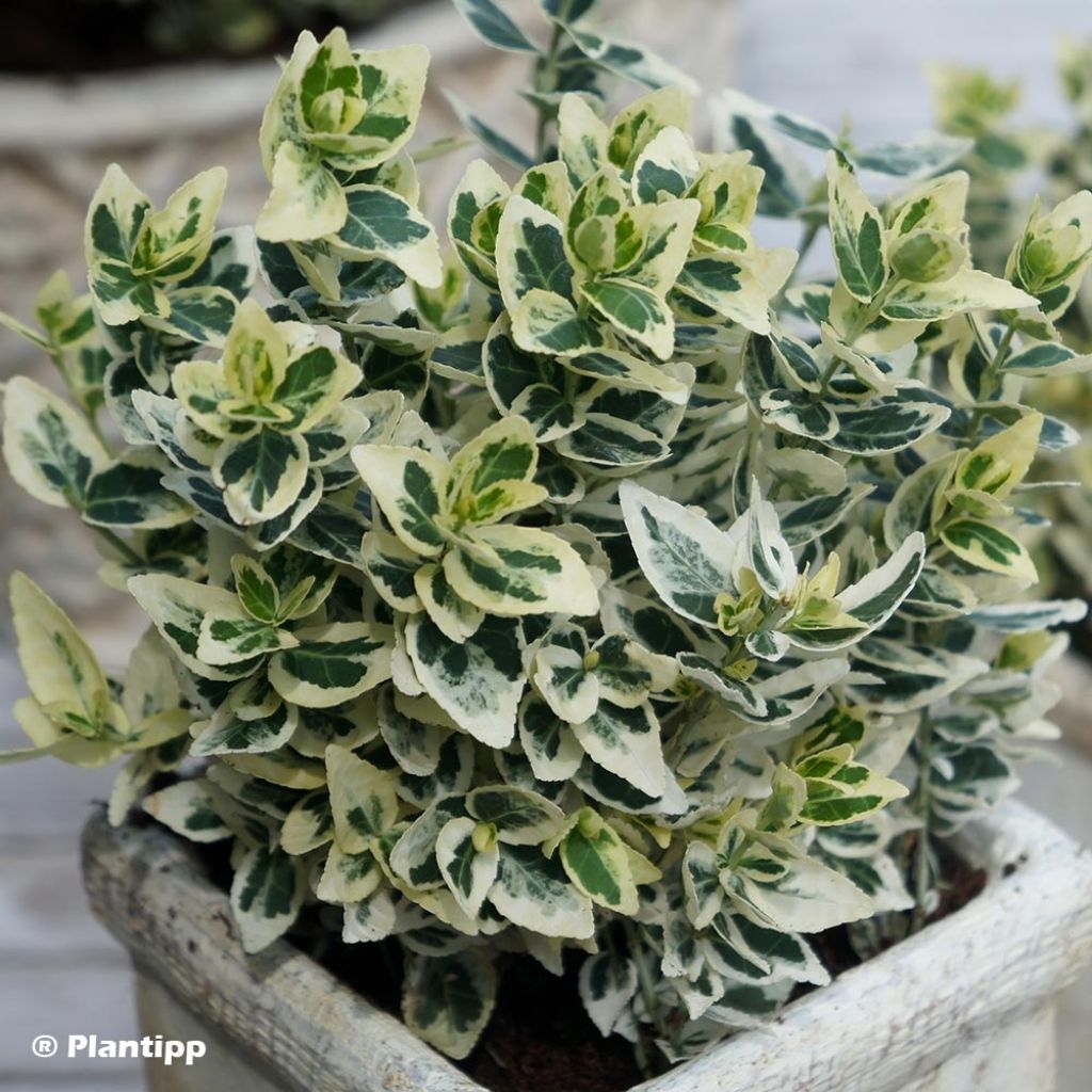 Euonymus fortunei Dan's Delight - Kardinaalsmuts