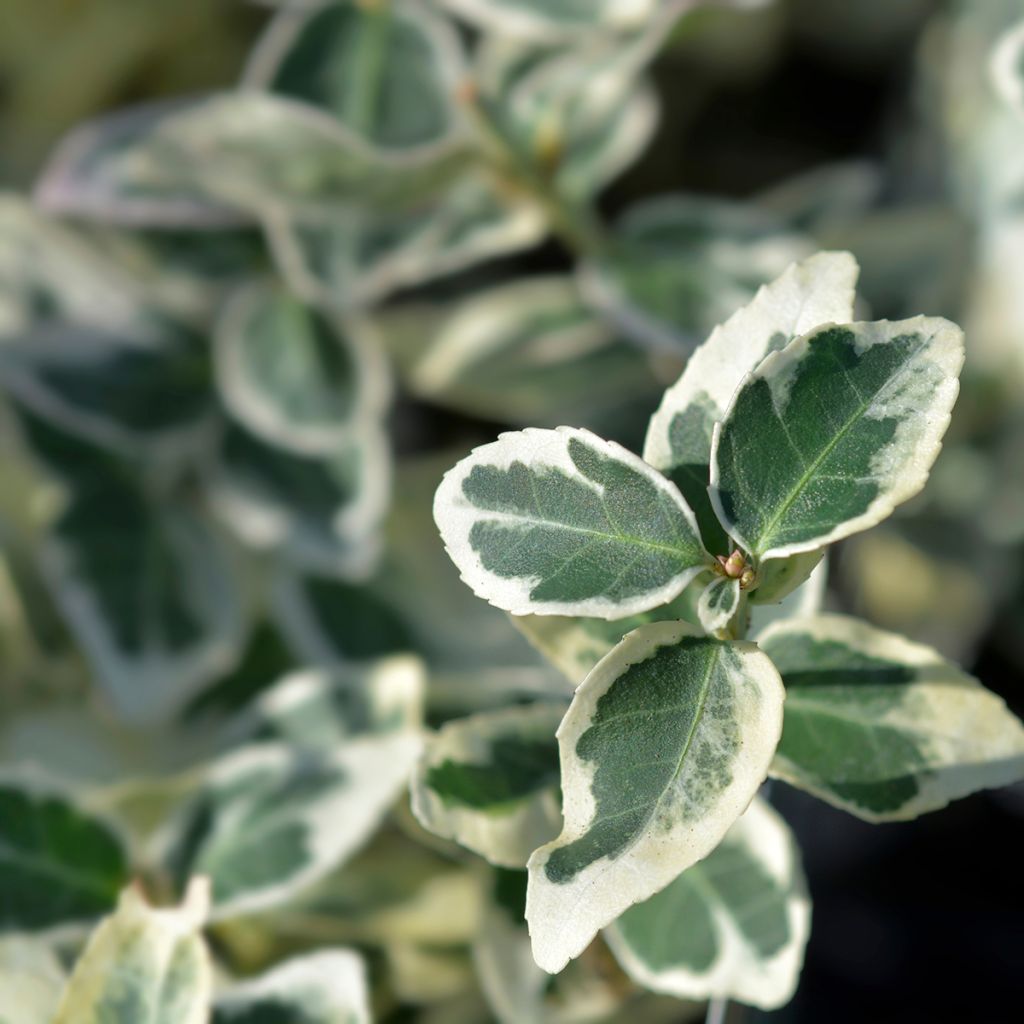 Euonymus fortunei Dan's Delight - Kardinaalsmuts