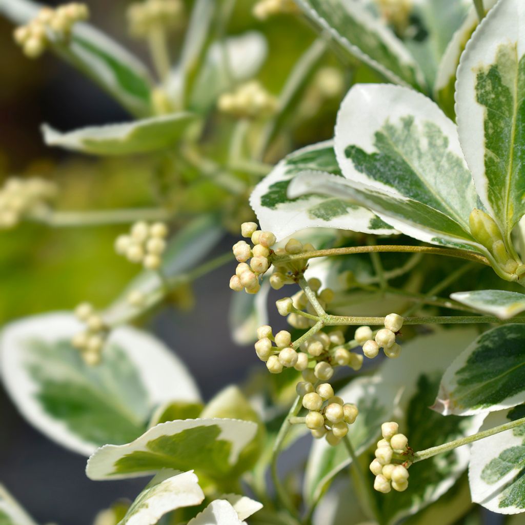 Euonymus fortunei Emerald Gaiety - Kardinaalsmuts