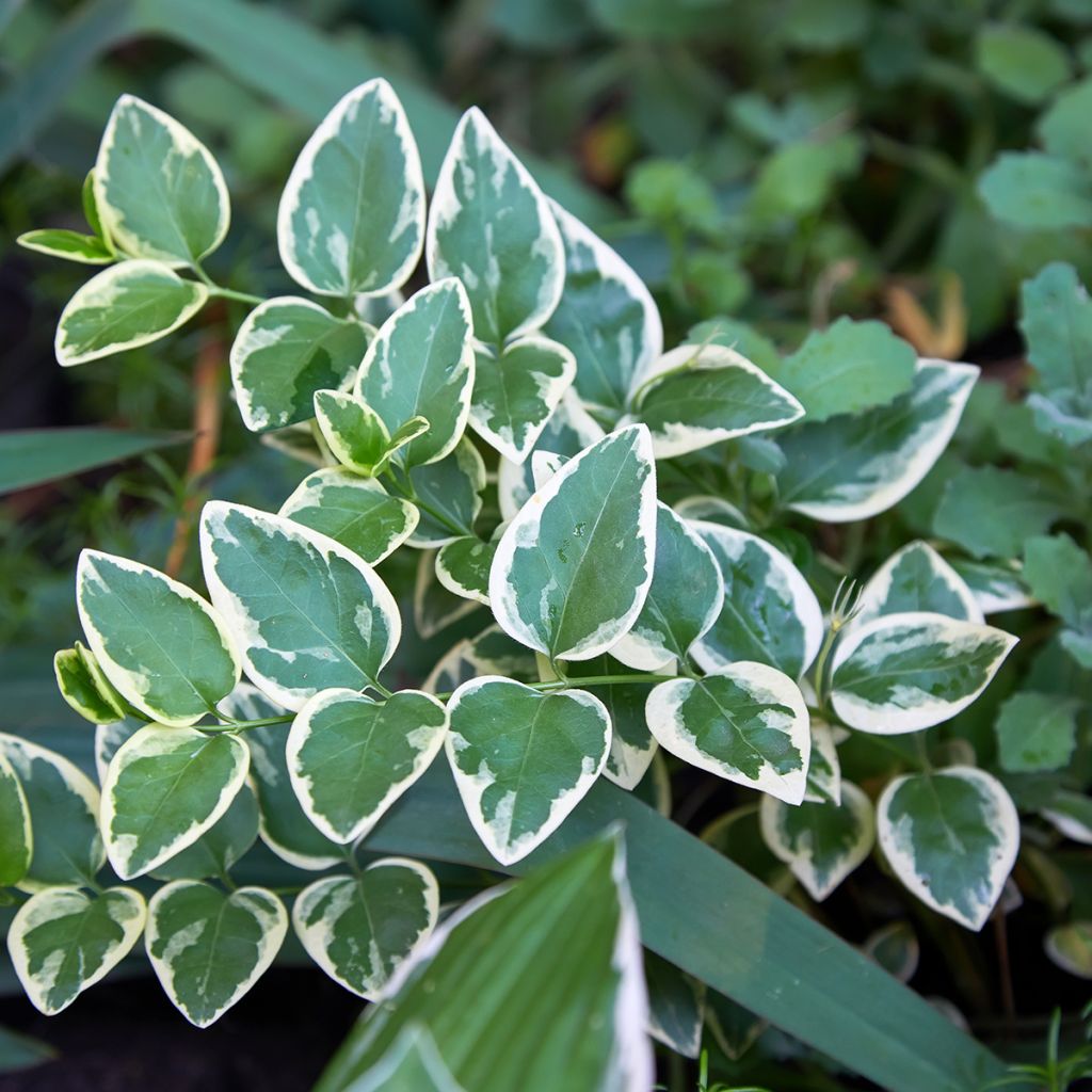 Euonymus fortunei Emerald Gaiety - Kardinaalsmuts