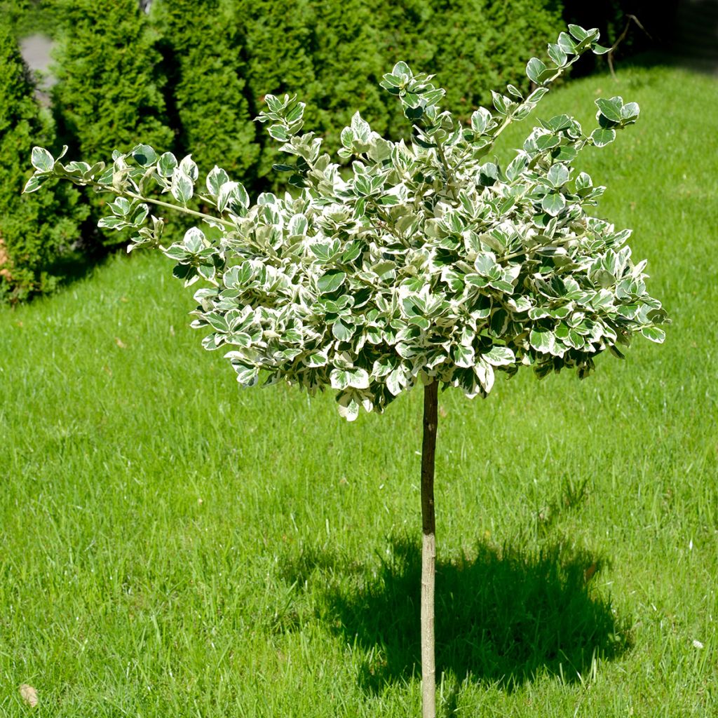 Euonymus fortunei Emerald Gaiety - Kardinaalsmuts