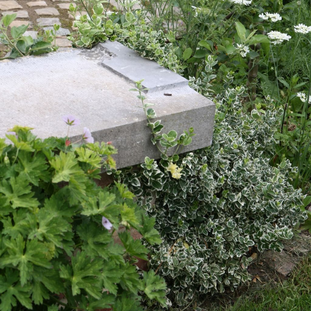 Euonymus fortunei Emerald Gaiety - Kardinaalsmuts