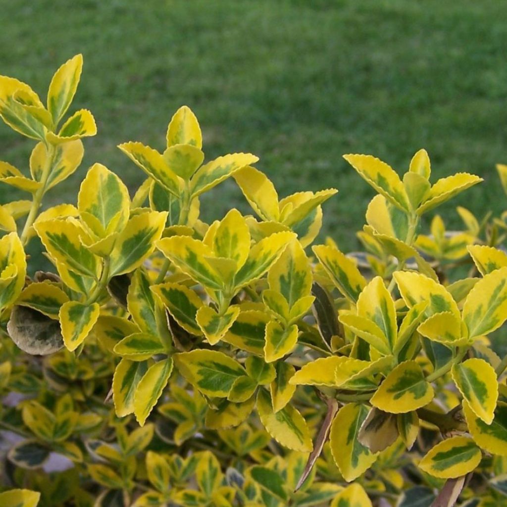 Euonymus fortunei Emerald n Gold - Kardinaalsmuts