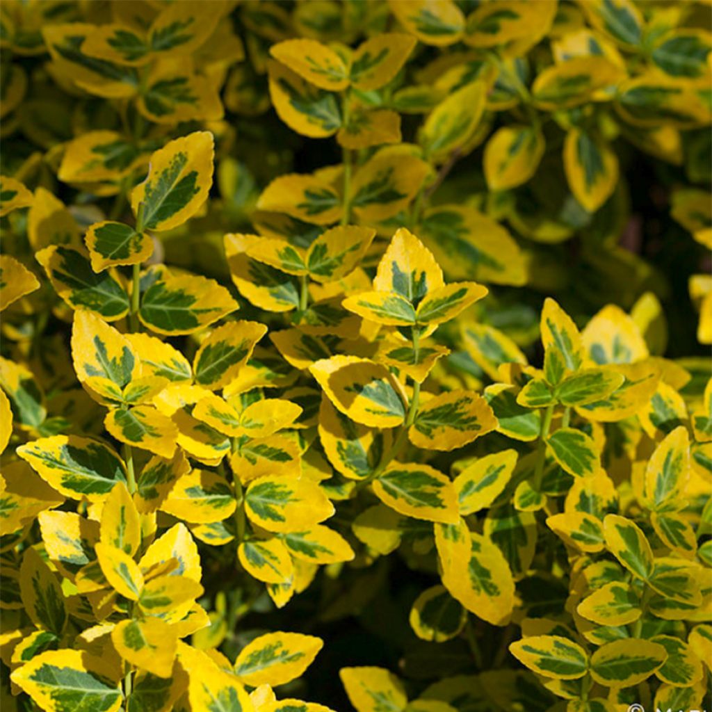 Euonymus fortunei Emerald n Gold - Kardinaalsmuts