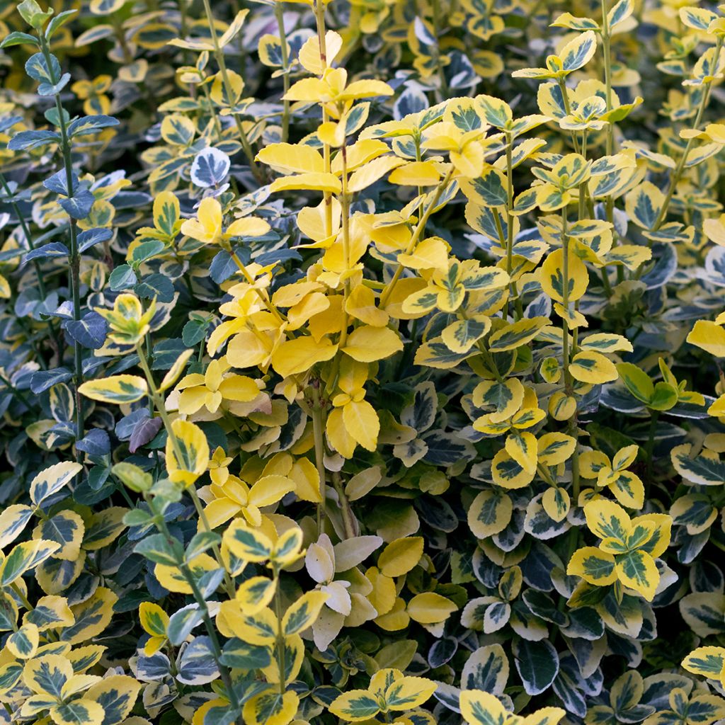 Euonymus fortunei Emerald n Gold - Kardinaalsmuts