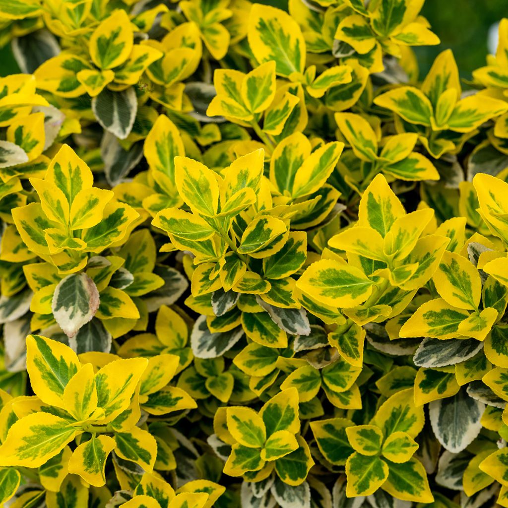 Euonymus fortunei Emerald n Gold - Kardinaalsmuts