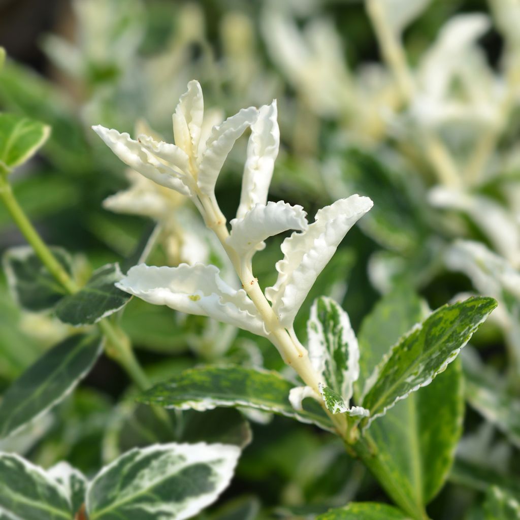 Euonymus fortunei Harlequin - Kardinaalsmuts
