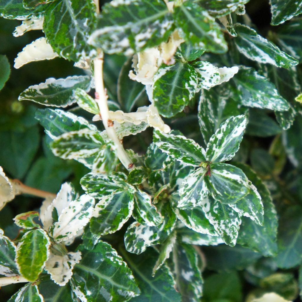 Euonymus fortunei Harlequin - Kardinaalsmuts