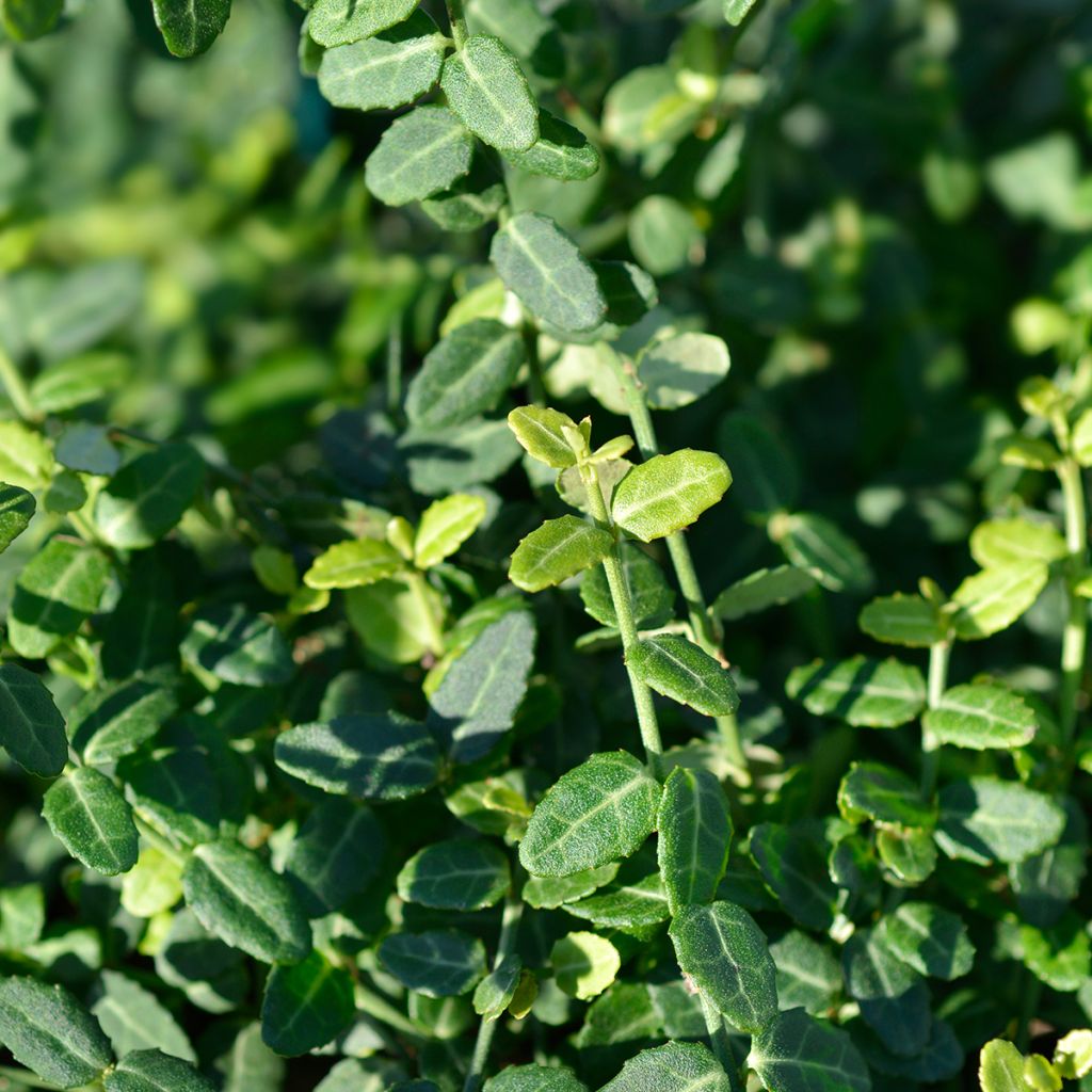 Euonymus fortunei Minimus - Kardinaalsmuts