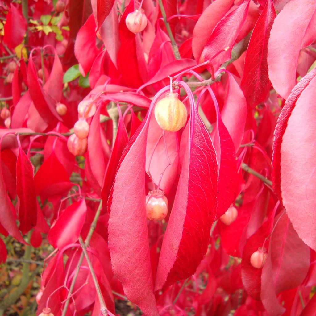 Euonymus grandiflorus Red Wine - Kardinaalsmuts