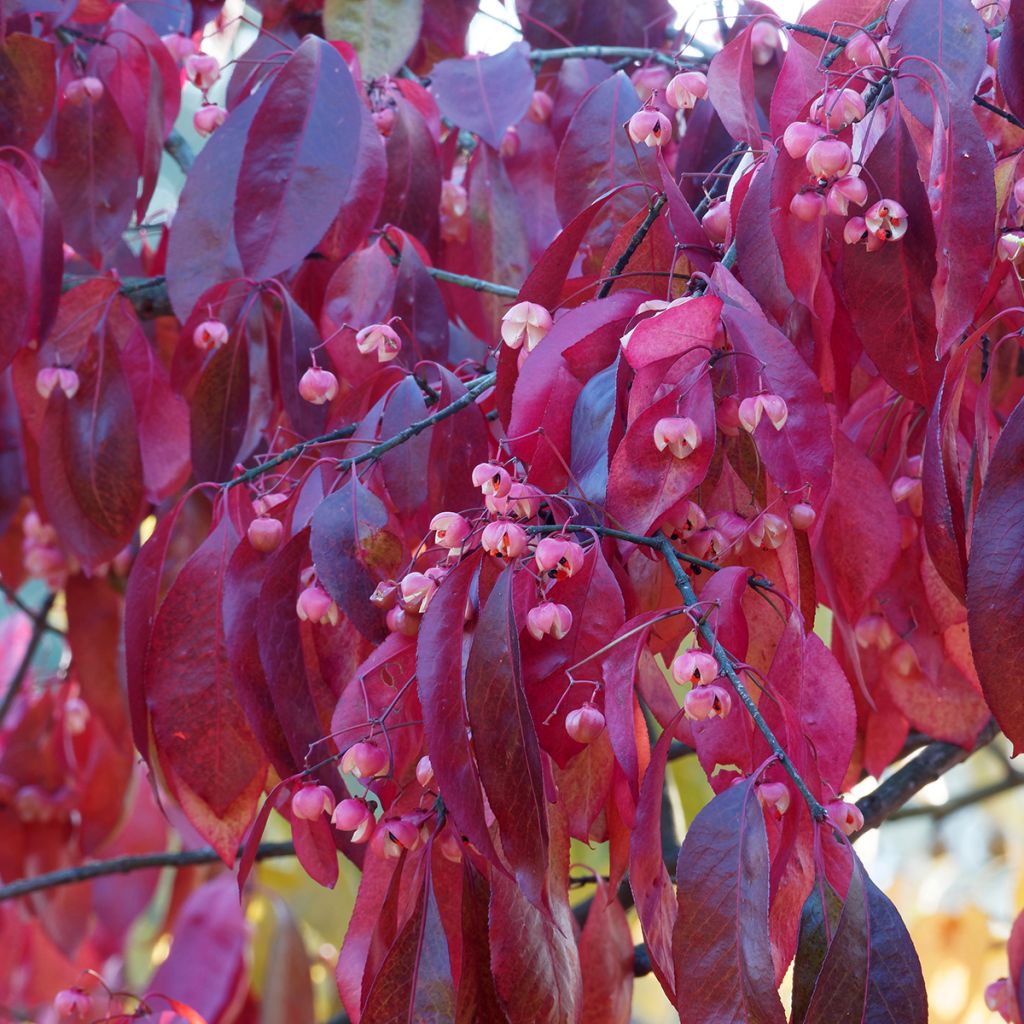 Euonymus grandiflorus Red Wine - Kardinaalsmuts