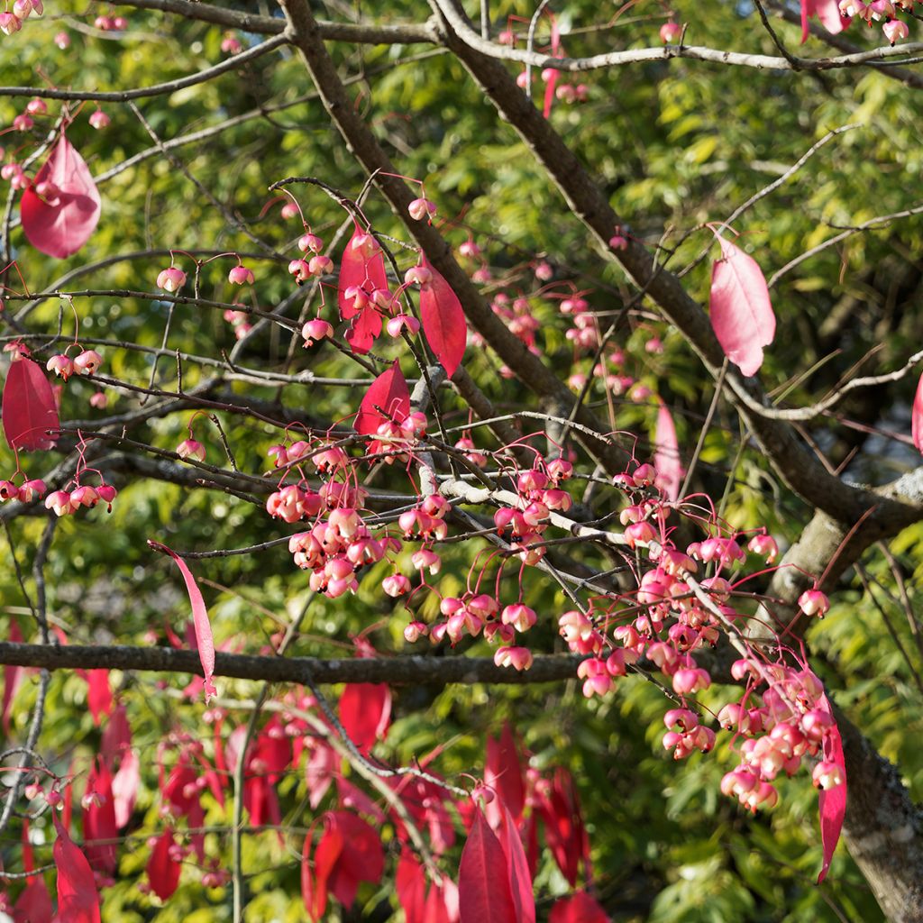 Euonymus grandiflorus Red Wine - Kardinaalsmuts