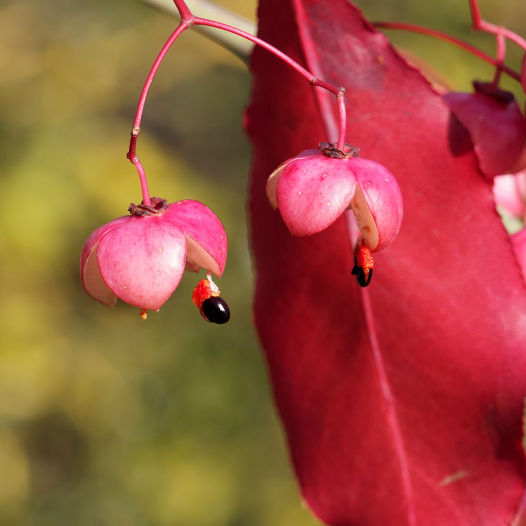 Euonymus grandiflorus Red Wine - Kardinaalsmuts