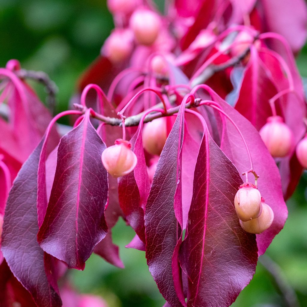 Euonymus grandiflorus Red Wine - Kardinaalsmuts