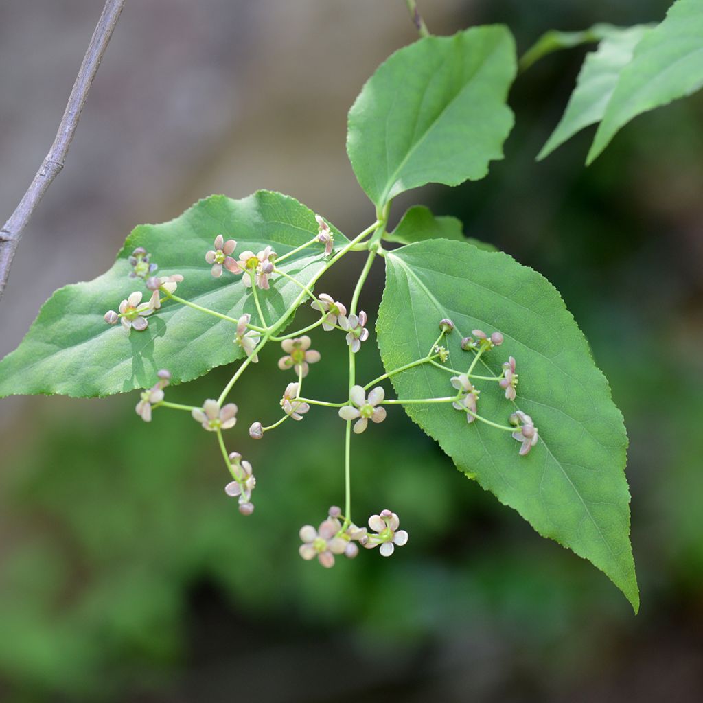 Euonymus maackii - Kardinaalsmuts