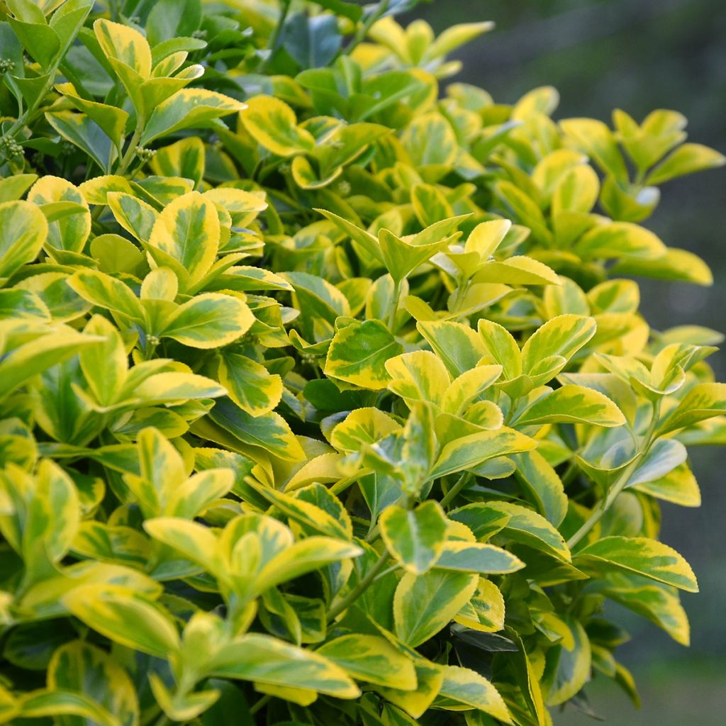 Euonymus japonicus Aureomarginatus - Japanse kardinaalsmuts