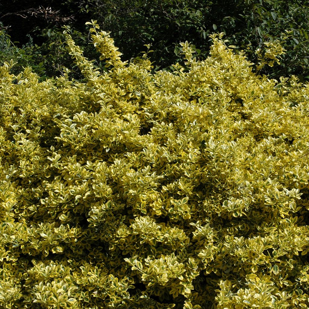 Euonymus japonicus Aureomarginatus - Japanse kardinaalsmuts