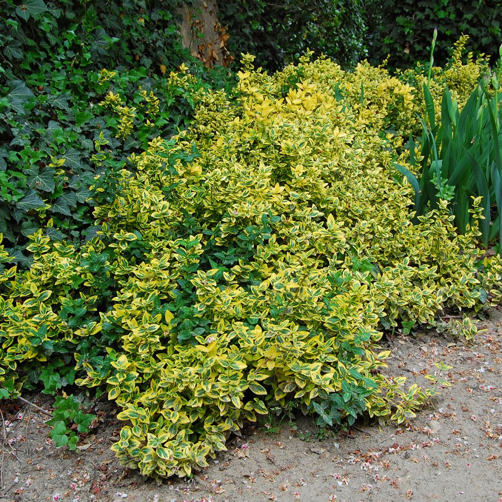 Euonymus japonicus Aureus - Japanse kardinaalsmuts