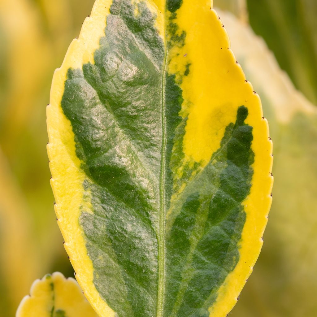 Euonymus japonicus Aureus - Japanse kardinaalsmuts