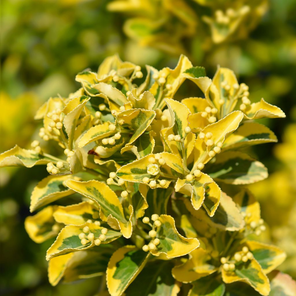Euonymus japonicus Aureus - Japanse kardinaalsmuts