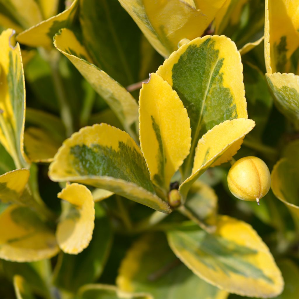Euonymus japonicus Aureus - Japanse kardinaalsmuts